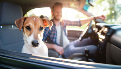 Safe traveling with pets, or how to think it through